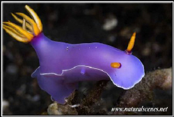 Cool blue nudi 350D/70mm by Yves Antoniazzo 